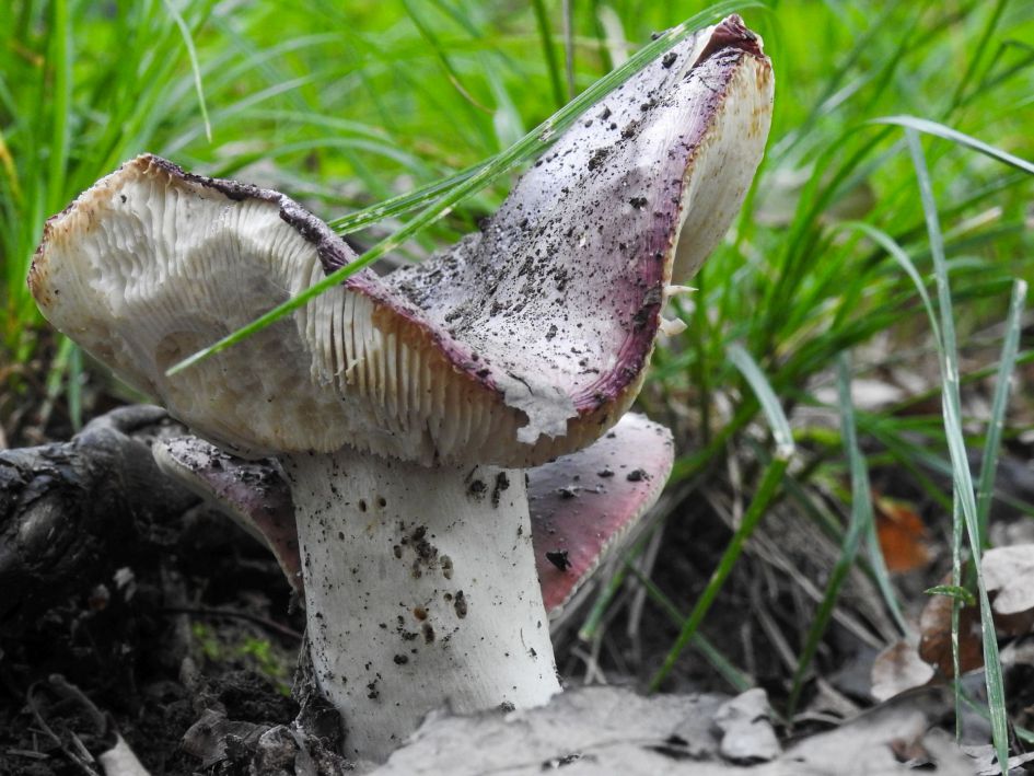 Welke paddestoel is dit?